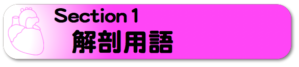 解剖用語